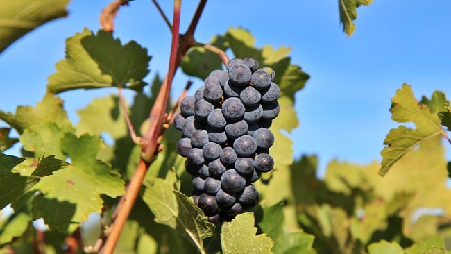 Merlot